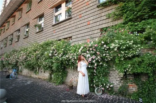 高温下的网红洛阳蔷薇花墙