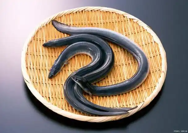 虽然泥鳅曾经被忽略,但现在由于市场需求和高营养价值而变得受欢迎.