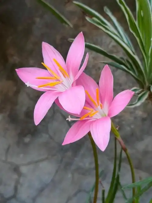 风雨兰一年开几次花