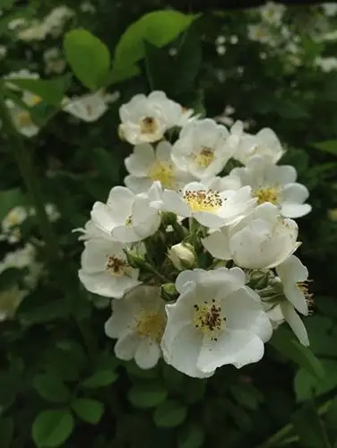 荼蘼是一种什么花卉植物?荼蘼图片及简介_荼蘼_花语谷官网