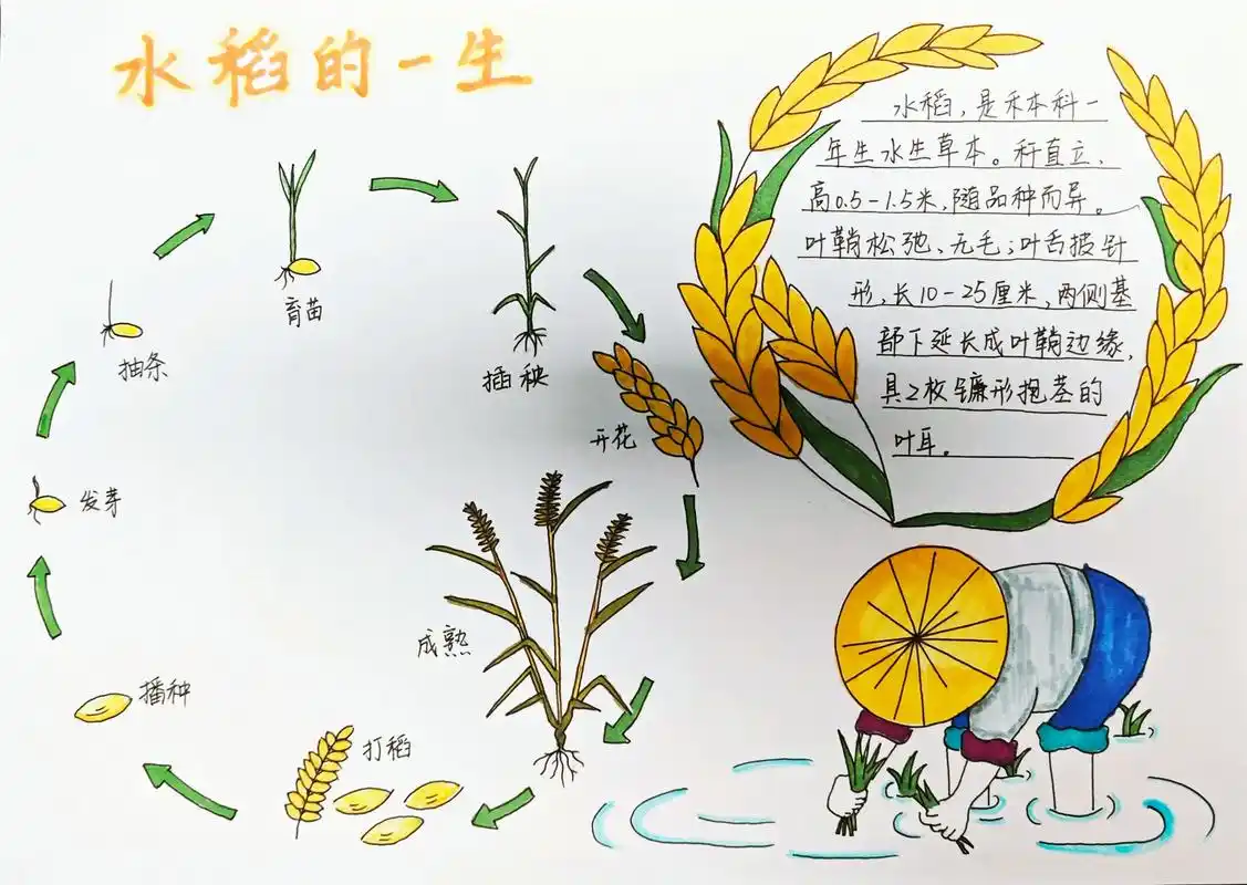 手抄报《水稻的一生》#手抄报作业 #手抄报线稿