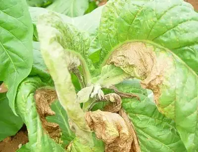 西花蓟马对烟草的危害及防控方法