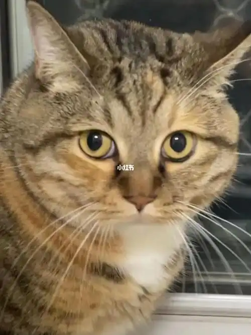 宝宝怎么发腮了呢你不是狸花吗