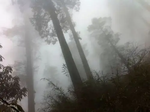 洪雅当地组织的野生动物资源调查小组,进入迷魂凼原始森林迷路