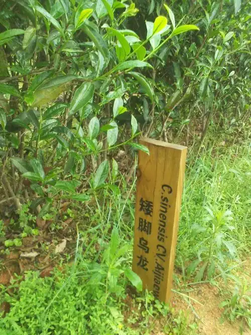 矮脚乌龙茶的由来