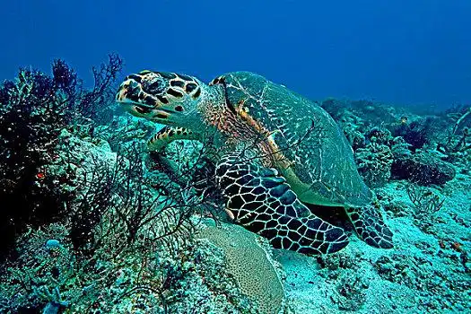 玳瑁海龟图片_玳瑁海龟高清图片大全_玳瑁海龟图片素材