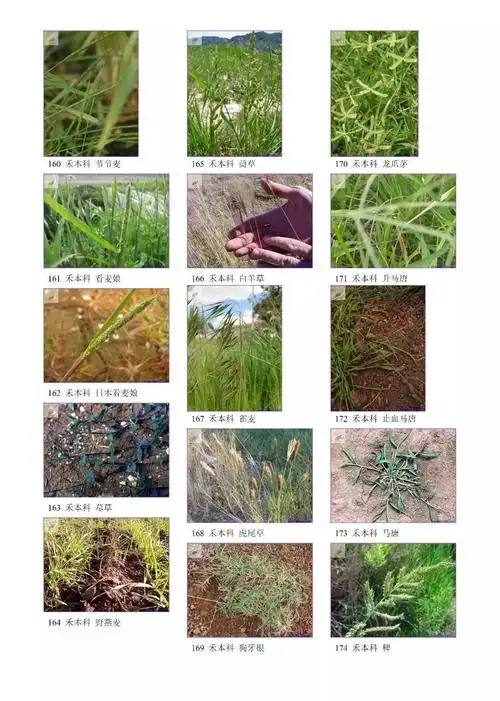 中国园林绿地常见207种杂草图谱