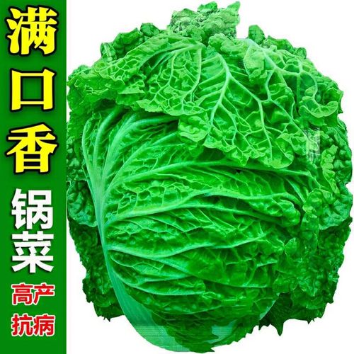无筋大白菜种籽麻叶菜火锅菜高产抗病春秋四季阳台农家蔬菜种子孑