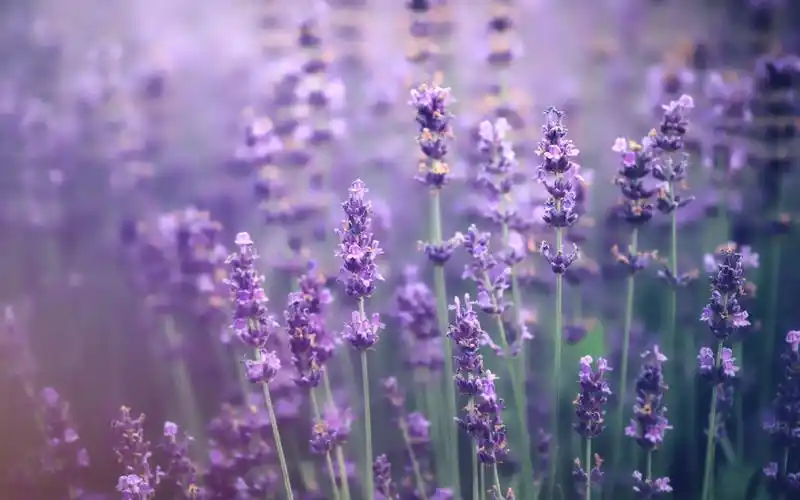 13,大喜天降,财神点名,3生肖赚钱门路多,一路亨通