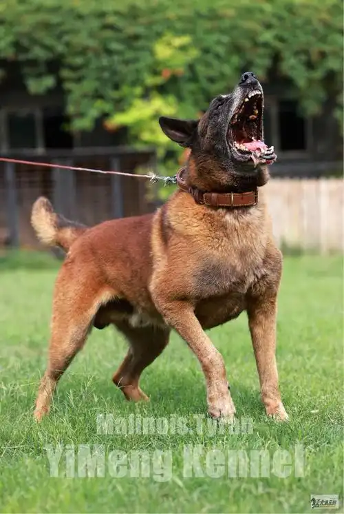 沂蒙犬舍 马犬种公-暴君