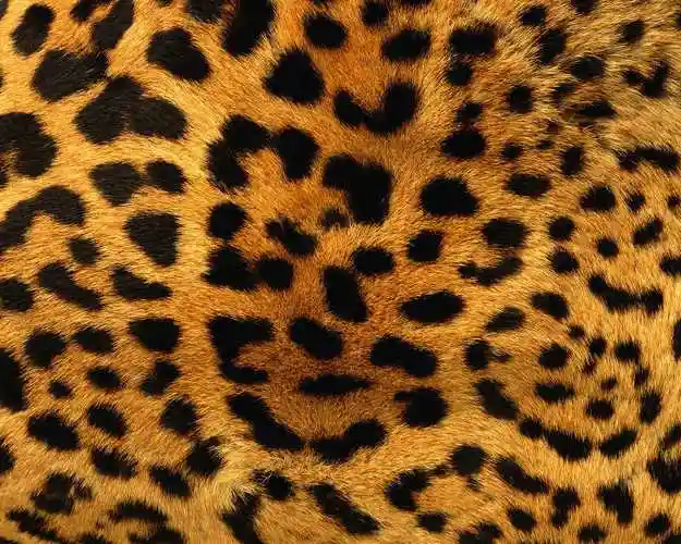 奶牛皮肤纹理背景图片素材-背景素材背景图案素材-jpg图片格式-mac