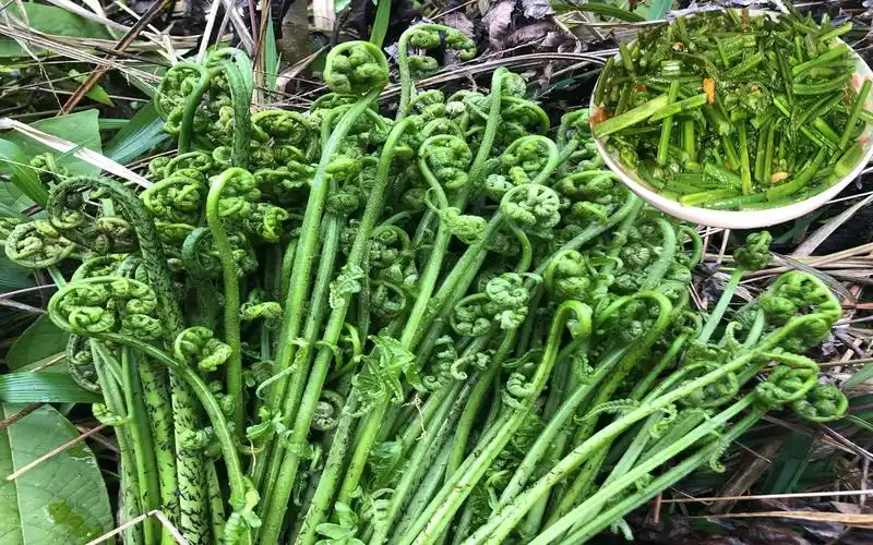 这种水蕨菜好多人不敢吃,农村小妹爆炒了一盘,全家都爱吃