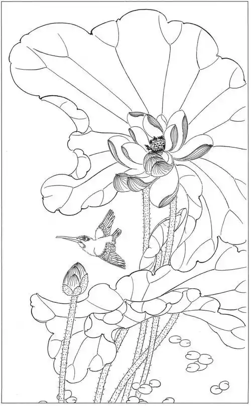 高清荷花白描底谢55图请收藏
