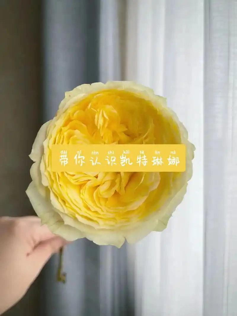 每天带你认识一种新植物凯特琳娜