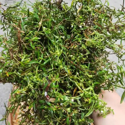 北京同仁堂 农家新鲜白花蛇舌草 百花蛇舌草中草药材 野生蛇利草 蛇