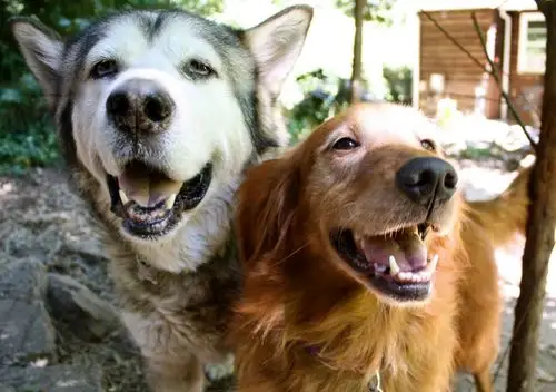 求萨摩耶金毛还有阿拉斯加在一起的高清大图!感谢!