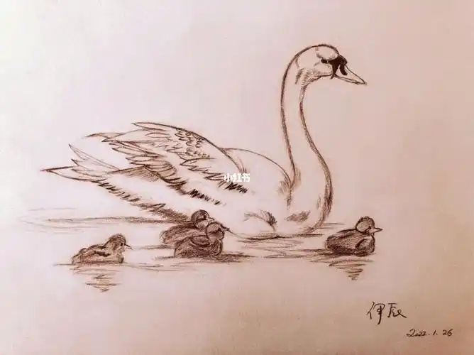 素描给大白鹅06减了个肥嘻