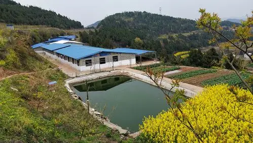 返乡创业矢志不忘家乡情 花园式养猪场带来新曙光