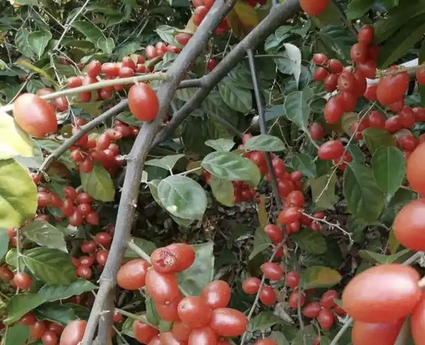 羊奶果树图片(野生羊奶果树图片)_植物知识网