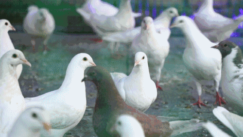 500_281gif 动态图 动图