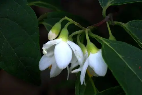 芬芳安息香安息香科02安息香属