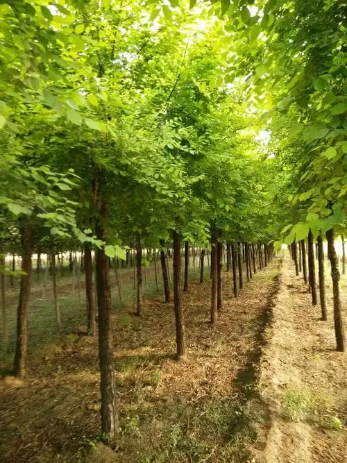 榆树图片大全高清(榆树图片大全高清图片)