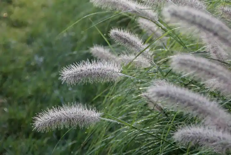 【首发】狼尾草