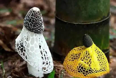 黄裙竹荪的功效与作用有哪些