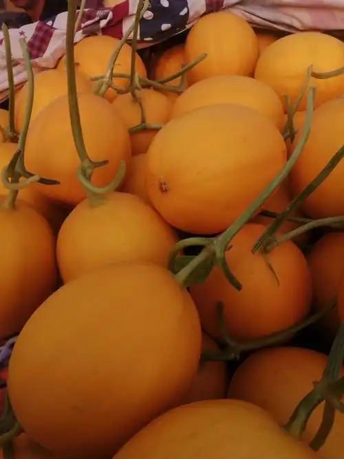 瑞红香瓜 2斤以上