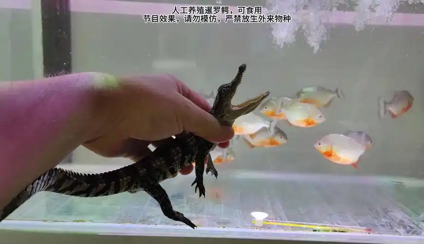 鳄鱼挑战20条食人鱼,谁更凶猛?结局让人意外!