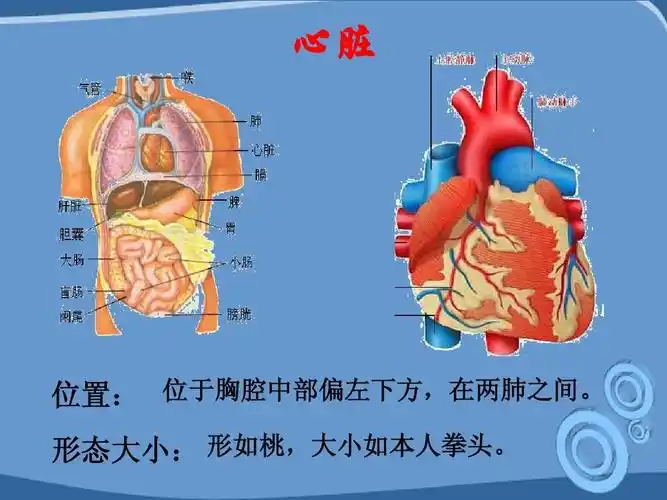 输送血液的泵——心脏