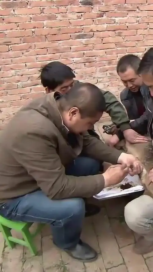 原来麝香是这样取出来的!