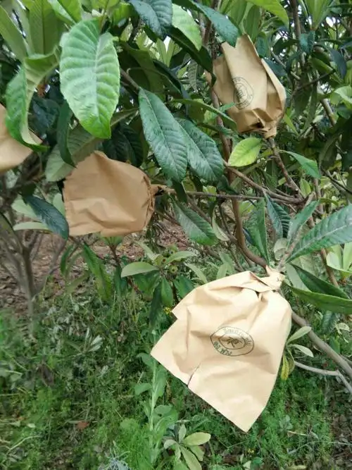 枇杷套袋专用袋梨子桃子苹果芒果柚子枇杷袋子枇杷套袋纸水果套袋