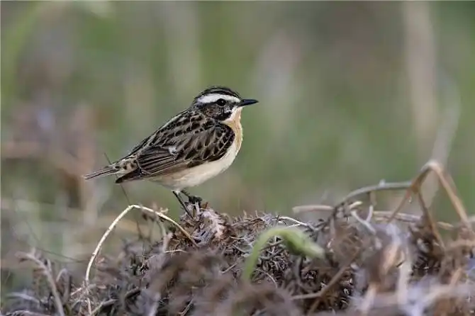 欧洲石鸡_全景网