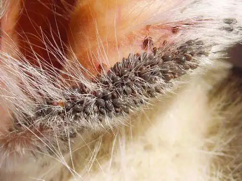 夺命蜱虫可防可控 气候变暖疑是诱因