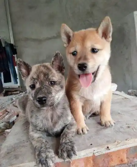 求土狗一对,一公一母!