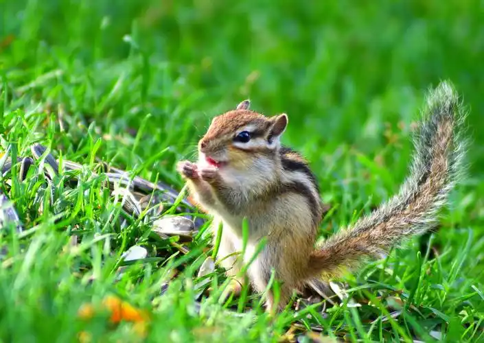 可爱呆萌的小松鼠