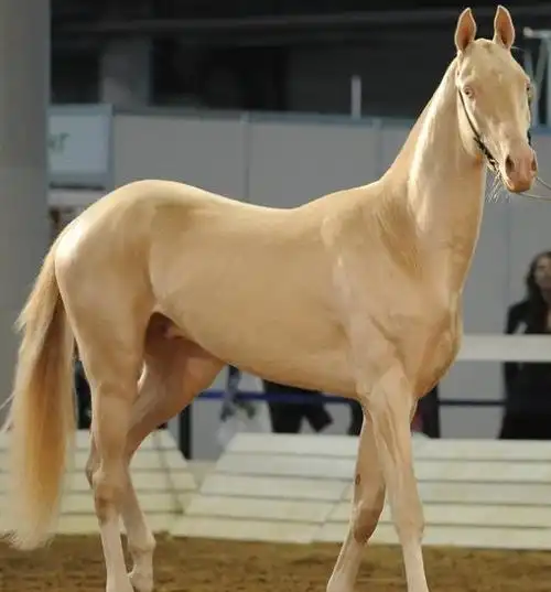 汗血宝马就是如今的阿哈尔捷金马,是经过三千年培育的最古老,最纯正的