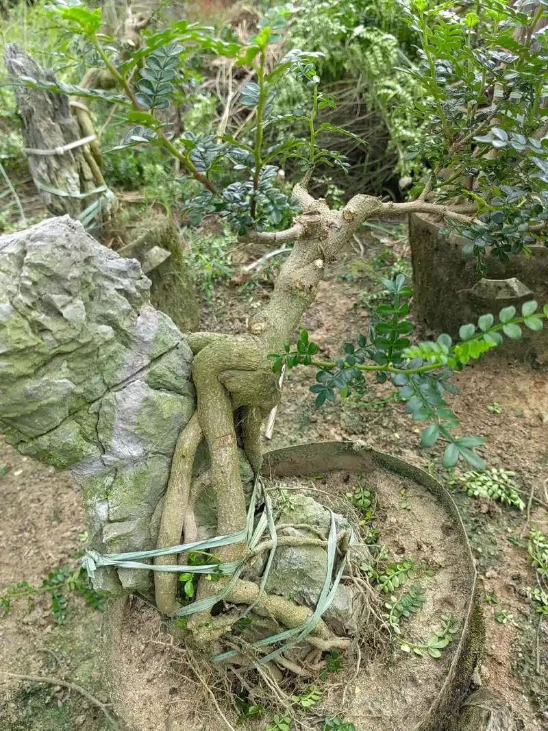 盆景素材 胡椒木付石#欢迎新老客户的光临  - 抖音