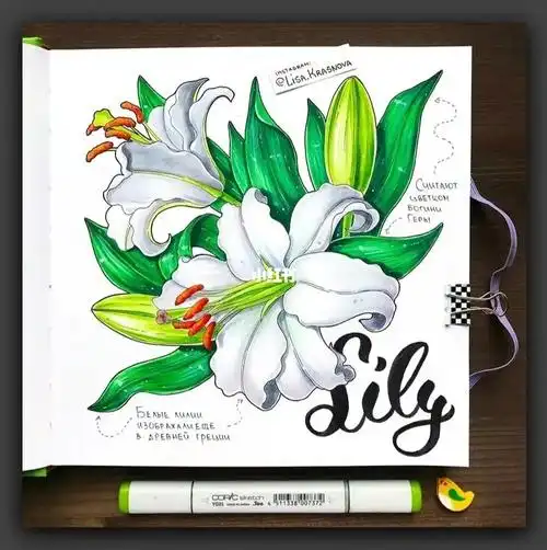 百合花绘画马克笔