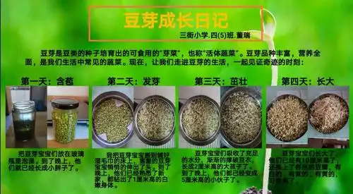 董瑞同学把豆芽的生长用文字和图片记录下来,做成了成长手册.