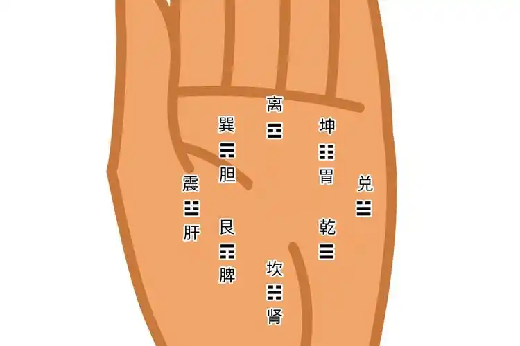 肾反射区位于双手手掌中指延伸至手腕上方的区域.