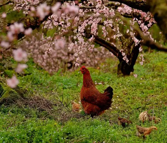 在山上桃园里放养的【鸡】～它们被上山修剪桃树的村民,装在鸡笼里带