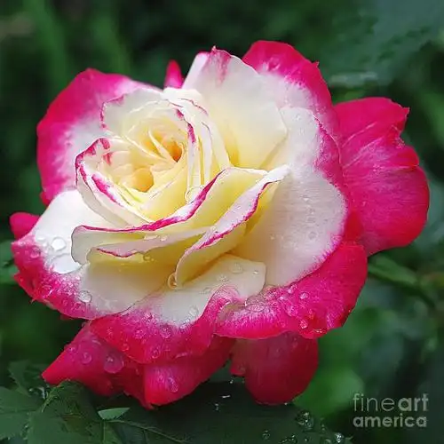 月季花有哪些名贵品种