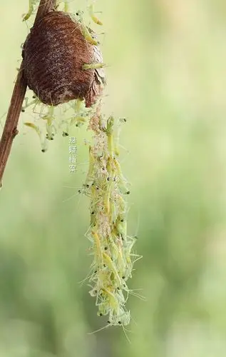 男子抓拍螳螂出生过程神奇画面让人震撼