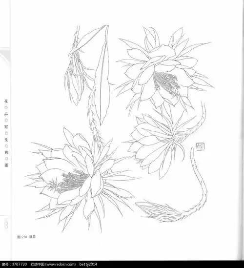 枯萎的昙花的简笔画