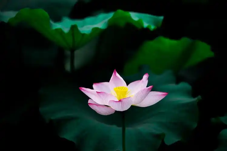 荷花|摄影|产品摄影|一切有为法wwt_原创作品-站酷zcool