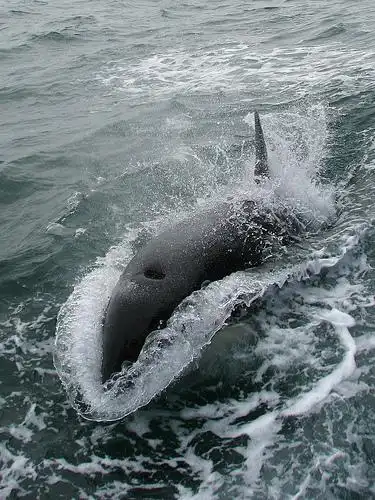 wild killer whales