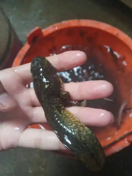 我想知道这种鱼是什么鱼呀,像鲶鱼但有两只脚,两只.感觉没看见胡子.