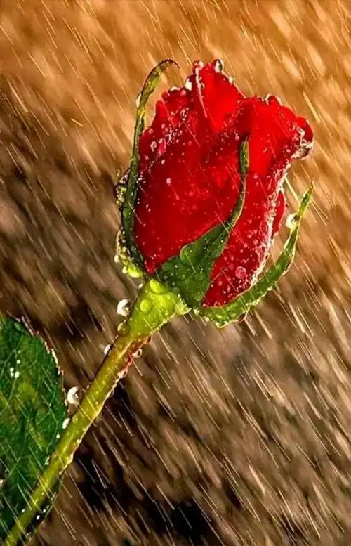 下雨天怎么拍?学会这6招,轻松拍出动人雨景